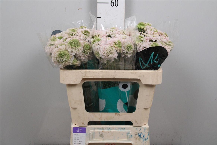 <h4>Scab At Fr Vanilla Bl Scoop</h4>