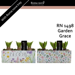 1498 - Garden Grace (Hyacint)