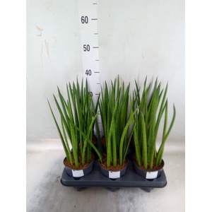 Sansevieria cyl. ...