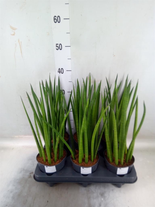 Sansevieria cyl.  ...