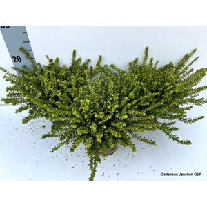 Erica dar. White Perfection