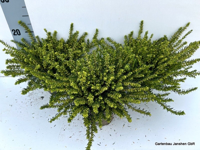 <h4>Erica dar. White Perfection</h4>