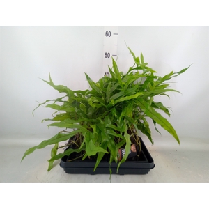 Arr.   Kamerplant Groen H%