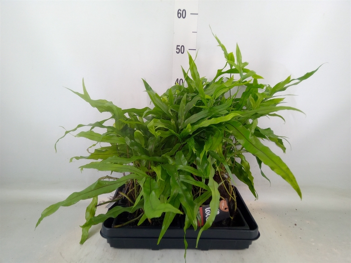 <h4>Arr.   Kamerplant Groen H%</h4>