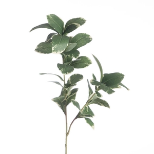 AF Pittosporum Variga x2 L65cm