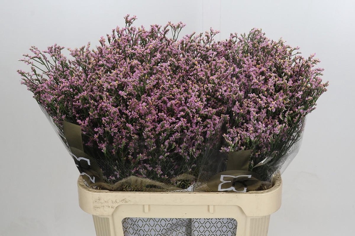 <h4>Limonium sinensis Blush Diamond</h4>