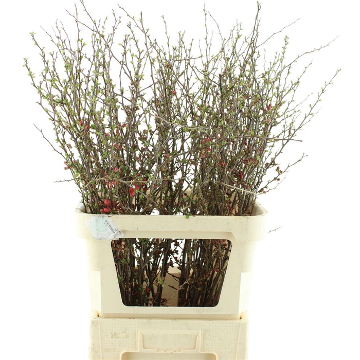 <h4>Chaenomeles Japonica Rood</h4>