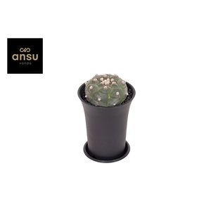 Astrophytum Asterias Kikko Lizard Skin XL