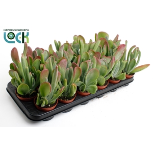 kalanchoë Oricula