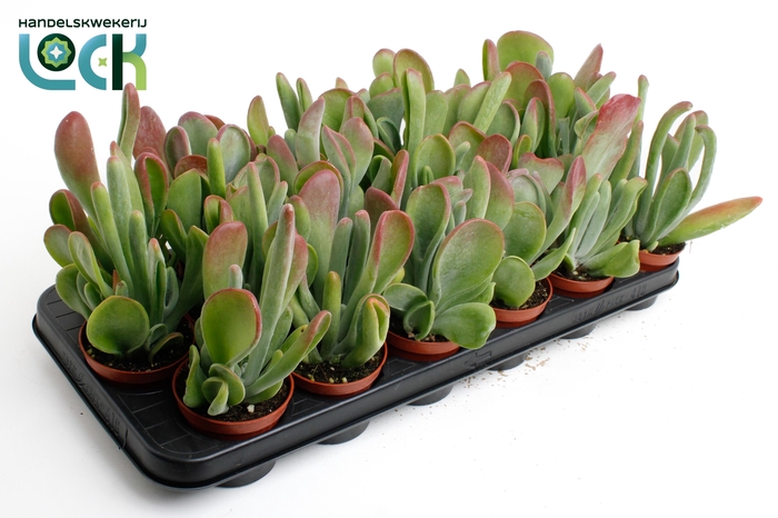 <h4>kalanchoë Oricula</h4>