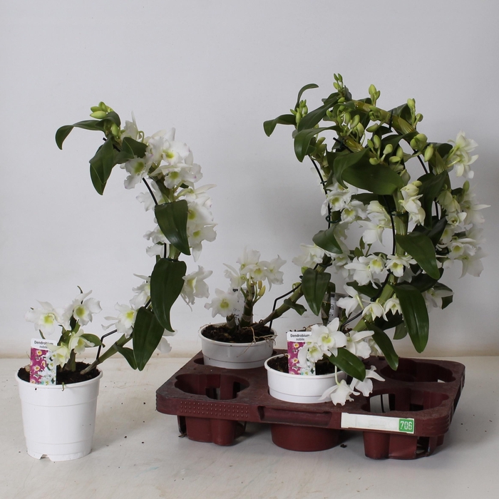 <h4>DEND NOBILE</h4>