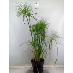Cyperus papyrus