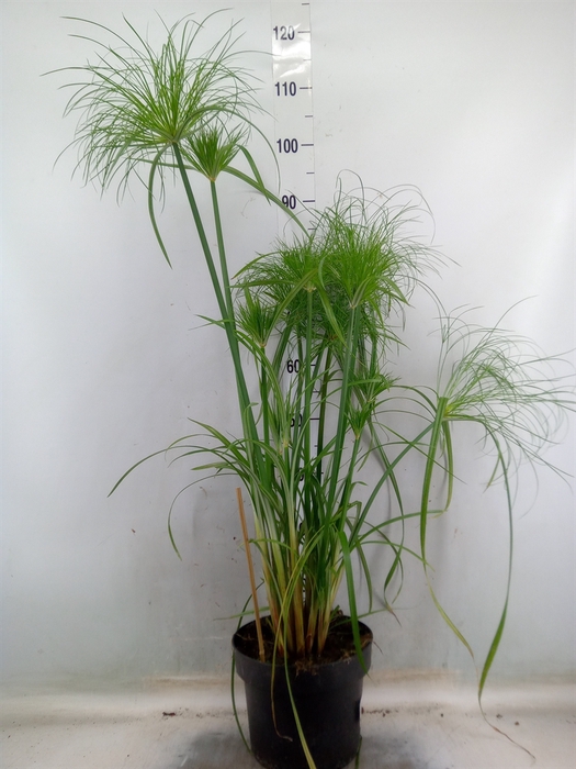 <h4>Cyperus papyrus</h4>