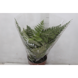 ASPLENIUM PARVATI P17