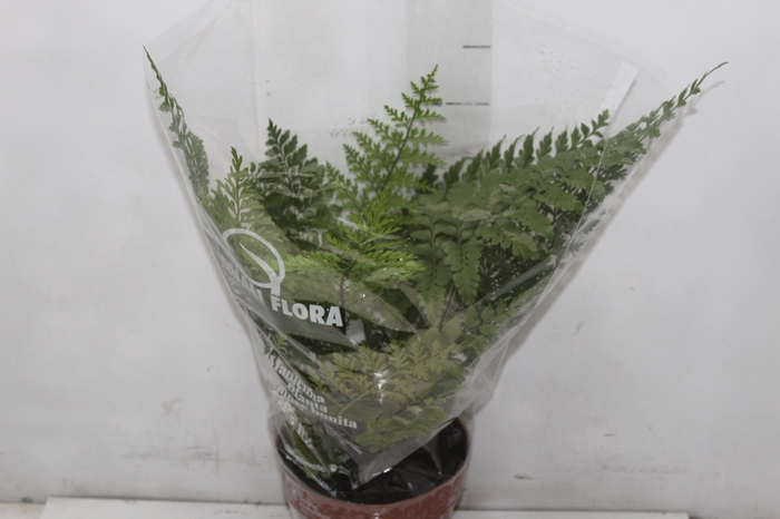<h4>ASPLENIUM PARVATI P17</h4>