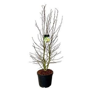 Magnolia loebneri 'Wildcat'