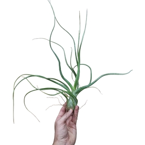 Tillandsia baileyi XXL