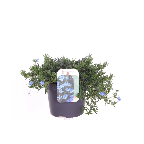 <h4>Lithodora diffusa Grace Ward</h4>