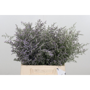Limonium Misty Blue