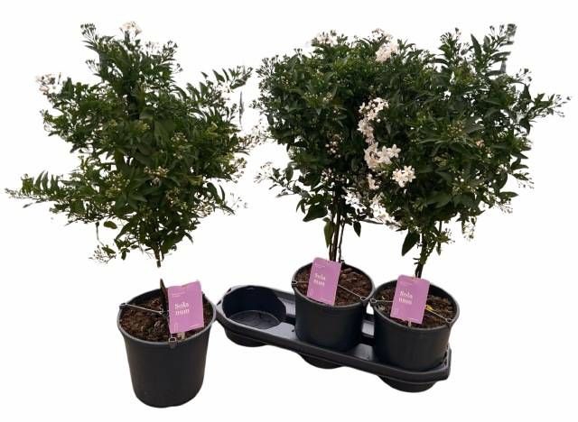 <h4>SOLANUM JASMINOIDES</h4>