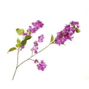 Bougainvillea Purple
