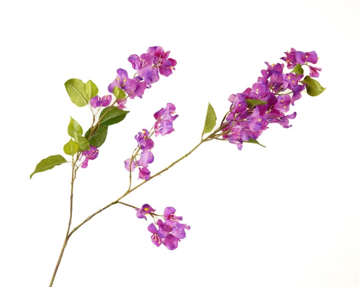 <h4>Bougainvillea Purple</h4>