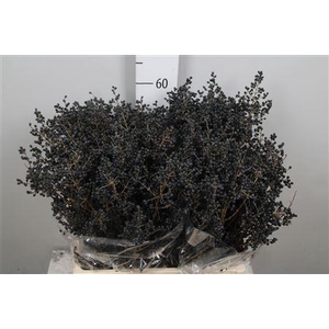 Ligustrum Ov Libelle Black