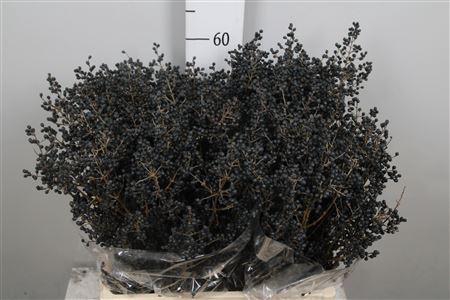 <h4>Ligustrum Ov Libelle Black</h4>