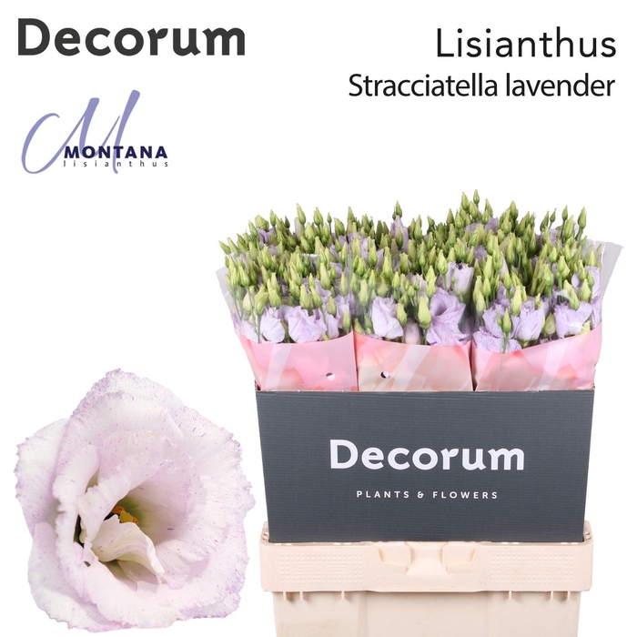 <h4>Lisianthus Stracciatella lavender 70cm</h4>