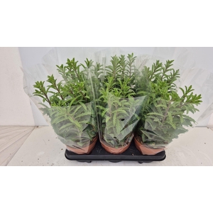 Kalanchoe NF laciniata