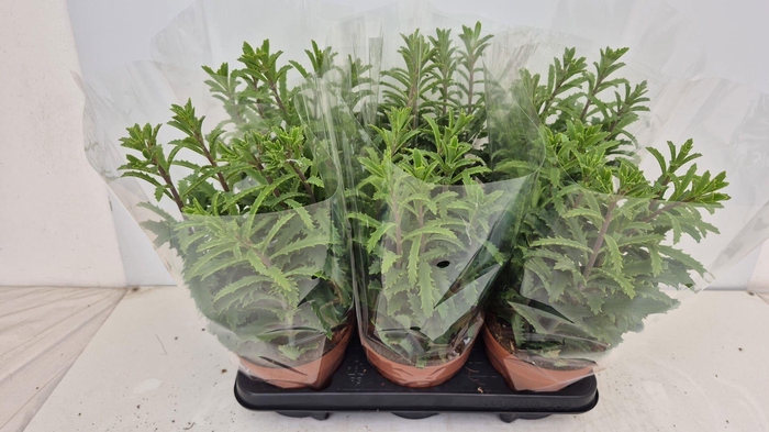 <h4>Kalanchoe NF laciniata</h4>