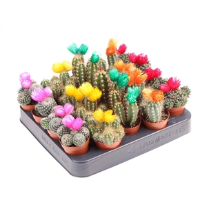 Cactus decoratie strobloem mix
