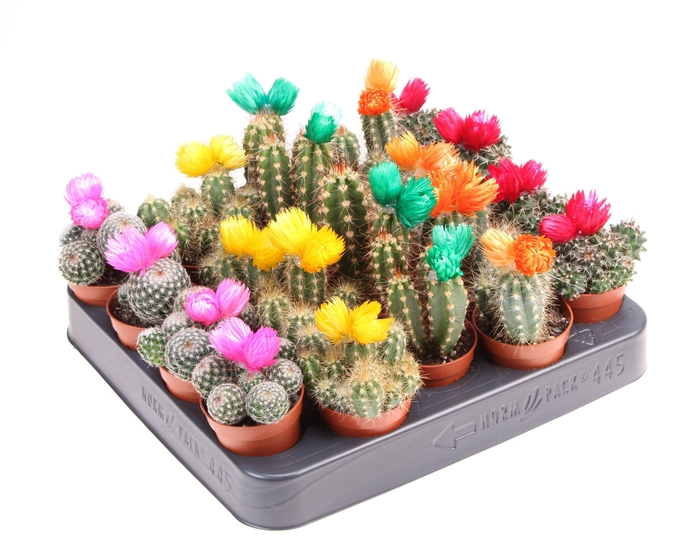 <h4>Cactus decoratie strobloem mix</h4>