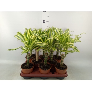 Dracaena frag. 'Yellow Coast'