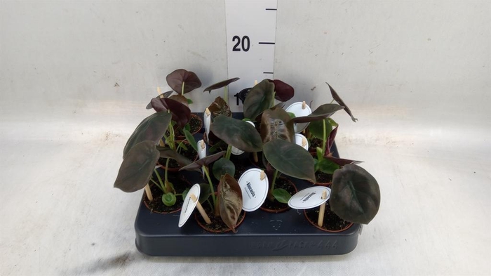 <h4>Alocasia   ...</h4>