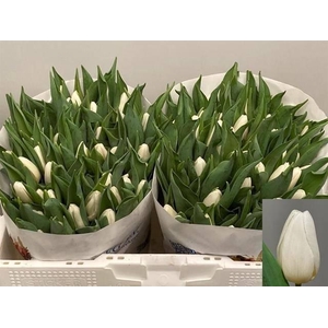 TU EN WHITE PRINCE ANGEBOT