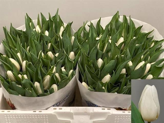 <h4>TU EN WHITE PRINCE ANGEBOT</h4>