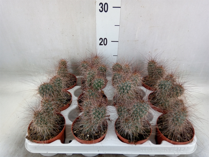 <h4>Opuntia</h4>