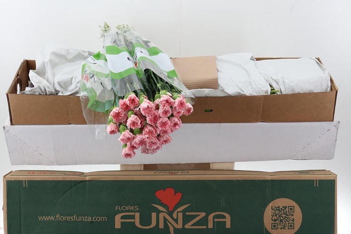 <h4>Di St Pink Doncel Box</h4>