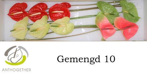 <h4>Anthurium Mix Surprise</h4>