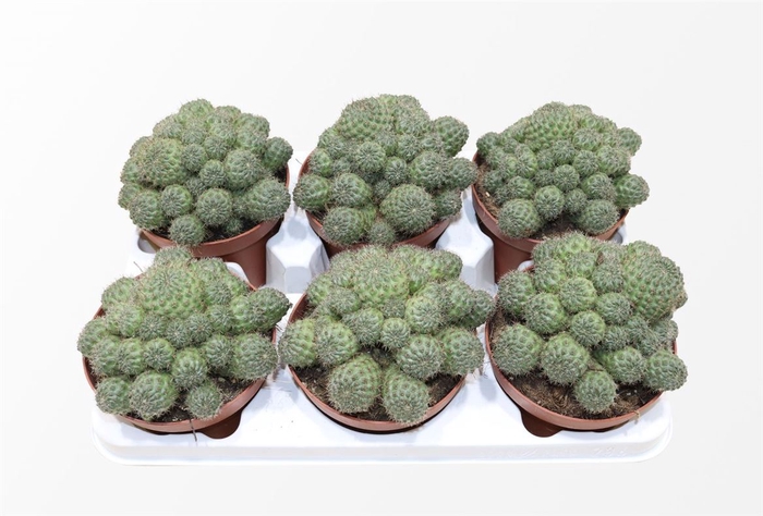 <h4>Rebutia Muscula</h4>