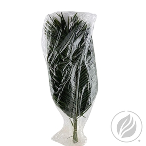 Phoenix Roebelini 80cm Vac.