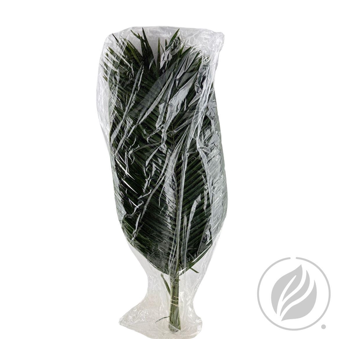 <h4>Phoenix Roebelini 80cm Vac.</h4>