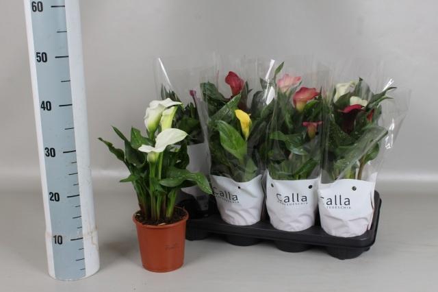 <h4>ZANT GEM 5 KL</h4>