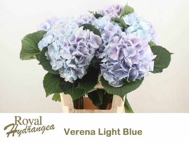 <h4>HYDR M CH VERENA BL</h4>