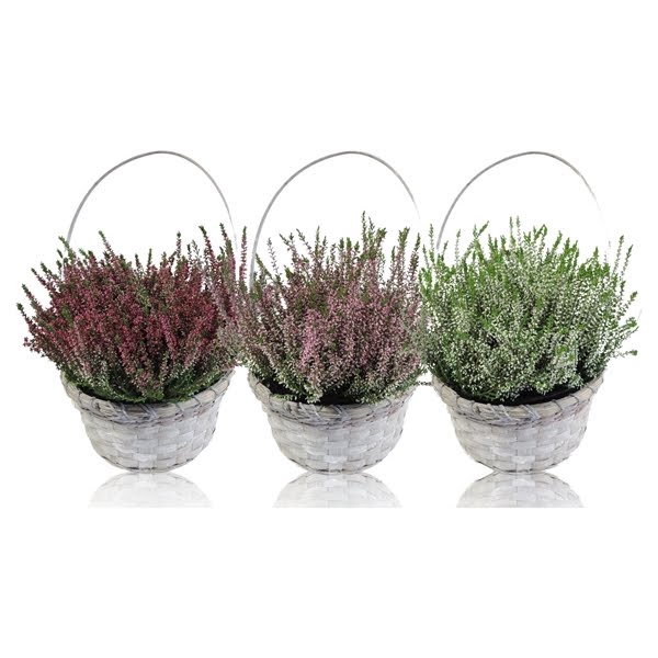 Collectie Jakarta Calluna Garden Girls in Mand 21 cm met Hengsel