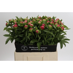 Paeonia Flame