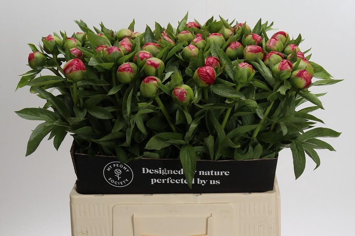 <h4>Paeonia Flame</h4>