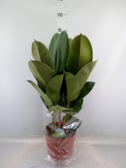 <h4>Ficus elastica 'Robusta'</h4>