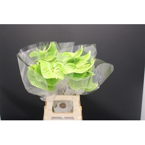 Anthurium Grand Slam